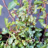Hedera hibernia 'Spetchley'